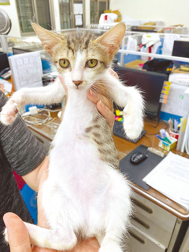 在獸醫師與動保員照料下，小貓終於完全康復。（新北市動保處提供／王揚傑新北傳真）