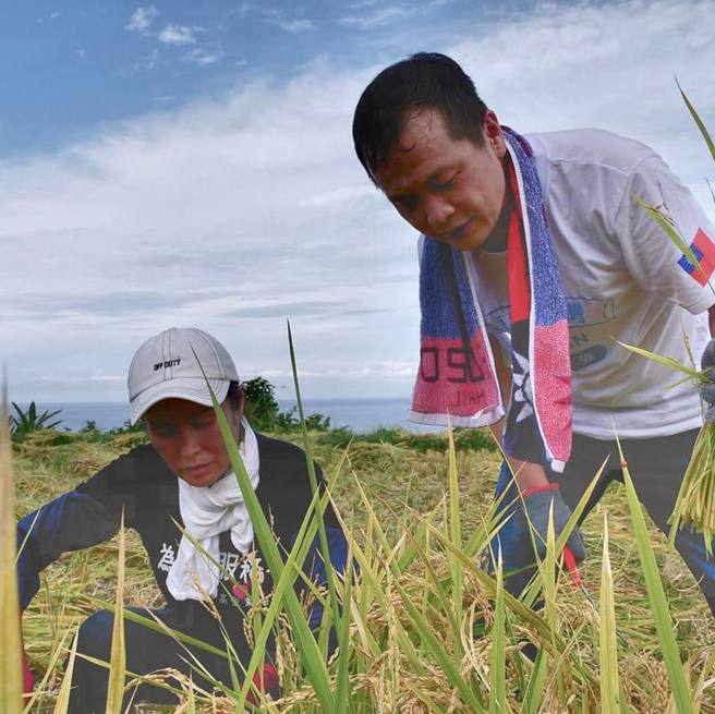 罗智强跟高金素梅到花莲丰滨新社割稻。(取自罗智强脸书)