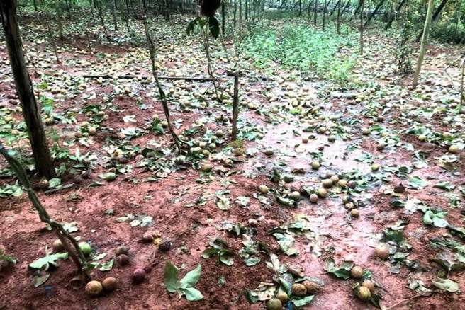 南投縣政府7日宣布農委會依「農業天然災害救助辦法」公告現金救助項目，包括葡萄、百香果、草屯的改良種芒果等，每公頃4萬1000元到10萬元不等。(本報資料照片)