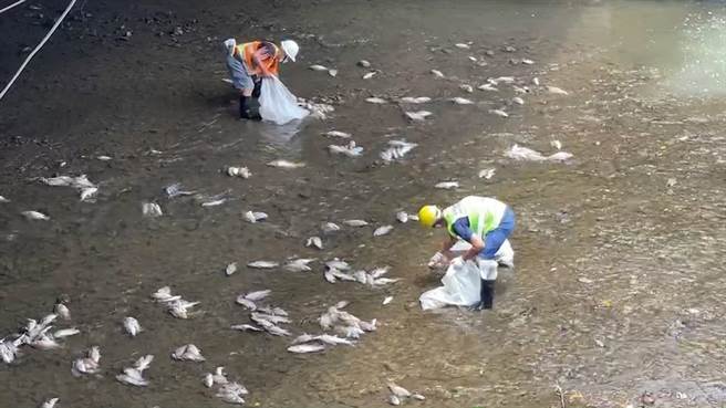基隆市安乐区莺歌溪发生大量鱼类暴毙，环保局紧急派员处理及调查原因。（张志康摄）