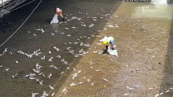 基隆市安乐区莺歌溪发生大量鱼类暴毙，环保局紧急派员处理及调查原因。（张志康摄）