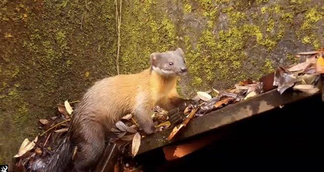 为观察逃生通道野生动物是否可通行时，从架设的自动感应式红外线摄影机，拍到牠们面对镜头的萌样，外界笑称摄影镜头是动物们打卡点。（罗东林管处提供／吴佩蓉宜兰传真）
