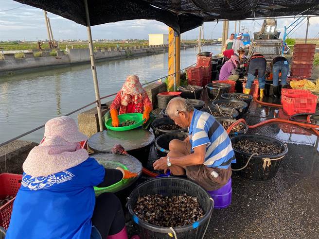 降雨影响云林县口湖乡生态养殖文蛤生长，收成仅三分之一。（观树教育基金会提供／张朝欣云林传真）