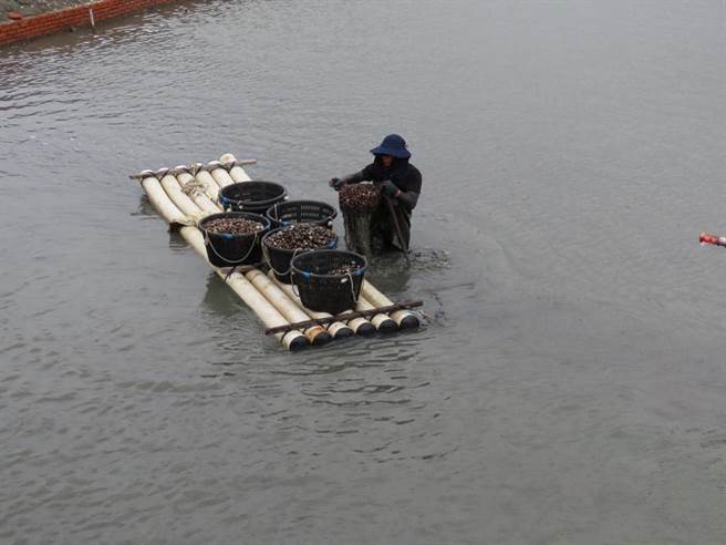 降雨影响云林县口湖乡生态养殖文蛤生长，收成仅三分之一。（观树教育基金会提供／张朝欣云林传真）