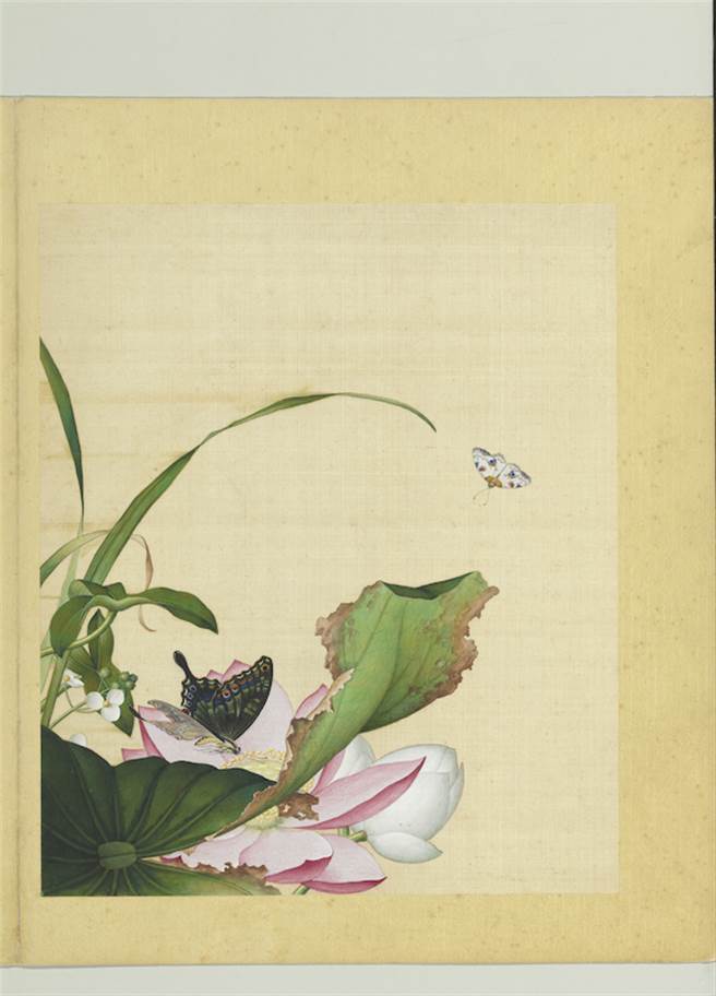 清郎世寧所绘〈荷花慈姑〉中的金星尺蛾却画成了蝴蝶触角。（国立故宫博物院提供）