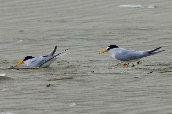 新竹市香山溼地南段沙丘，近日出现贵客，多处沙丘有小燕鸥筑巢孵蛋。（新竹市政府提供／陈育贤新竹传真）