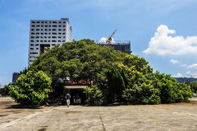 联发科开发「新竹专二」用地上有百年榕树和十三伯公庙，立委林为洲要求交通部铁道局到地方开说明会如何保留。（罗浚滨摄）