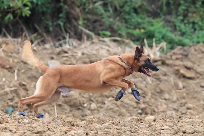 「粗骨」2014年5月完成测试，正式成为侦爆犬，协助警方查缉爆裂物，是队上「元老级」的警犬。（新北刑大提供／李奇叡新北传真）