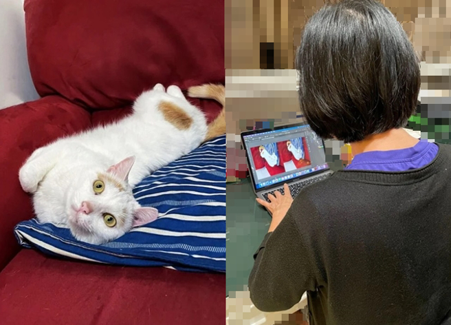 正妹妈妈退休后学习绘图软体，竟然要帮家中猫咪发行NFT，网友也开玩笑提到「会被长辈图轰炸」。（翻摄自Dcard）