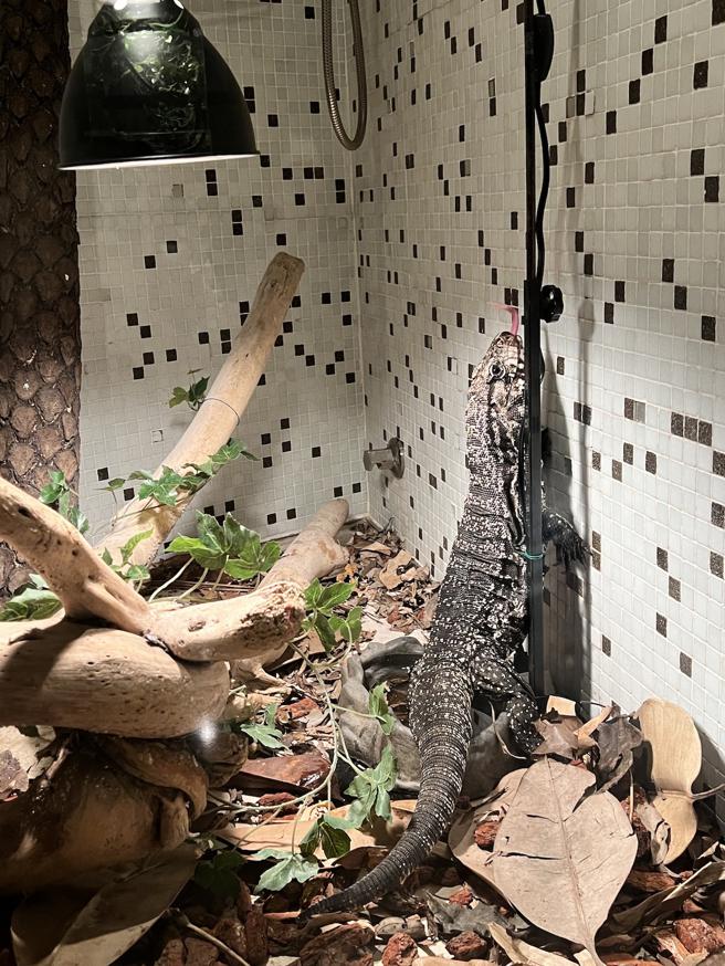 「蝌蚪老师的藏宝室」住房专案让名师精心打造实境互动教学体验。（台北君悦酒店提供）