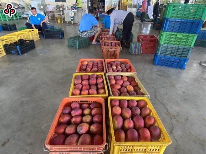 繼澳門在我國芒果檢出新冠肺炎陽性後，並暫停輸入後，近日再傳出香港在芒果上檢出新冠肺炎。（報系資料照）