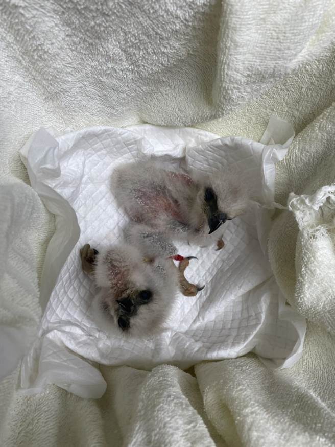 雏鸟被抢救后送至动物园照料。(高雄市野鸟学会提供／林雅惠传真)