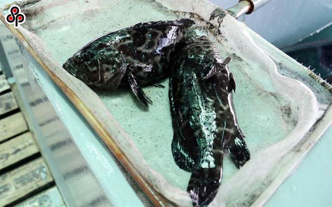 中國大陸近日以我國石斑魚檢出禁藥為由禁止我國石斑魚輸入。（報系資料照）