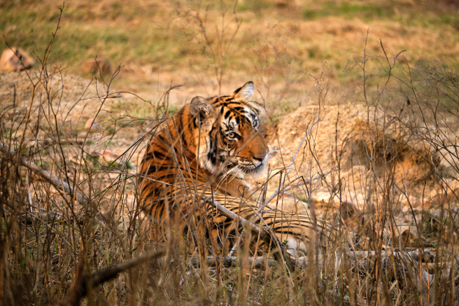 大陆一名老翁在树林里看到老虎，吓得急忙报警，员警靠近一看才发现是虚惊一场。(示意图/达志影像)