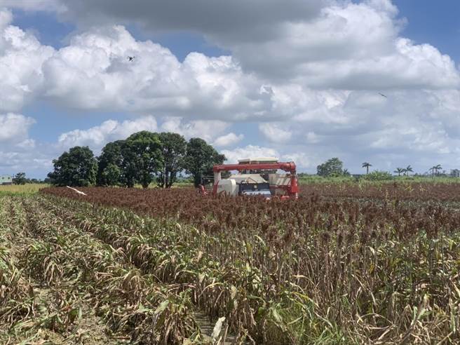 盐水区农会表示，真正减产数量，还得等全部採收完毕才能晓得。（盐水区农会提供／张毓翎台南传真）