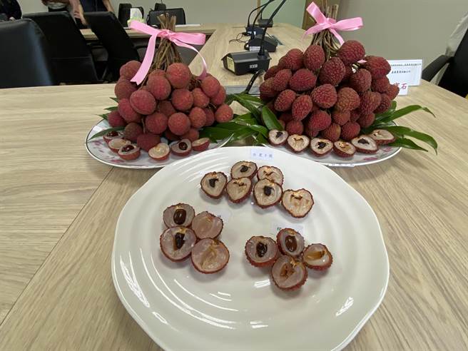 台農5號紅寶石荔枝（後右）比桂味及他種荔枝的核籽小。（廖素慧攝）