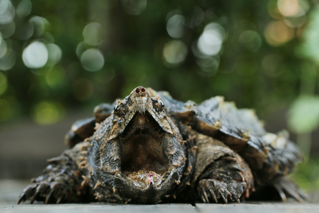 德州男子钓鱼钓到百岁巨大大鱷龟（Alligator Snapping Turtle）。（资料照／shutterstock）