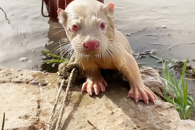 白毛紅眼的珍妮是史上第2次被發現的白子歐亞水獺。（圖片翻攝自FB／Iraqi Green Climate ORG - منظمة المناخ الأخضر العراقية）