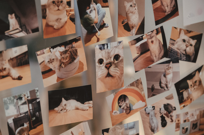 貓咪是許多人生命中重要的陪伴，其可愛神情、慵懶姿態，總散發令人難以抗拒的魅力， 讓人們心甘情願成為「貓奴」。（攝影／蔡耀徵）