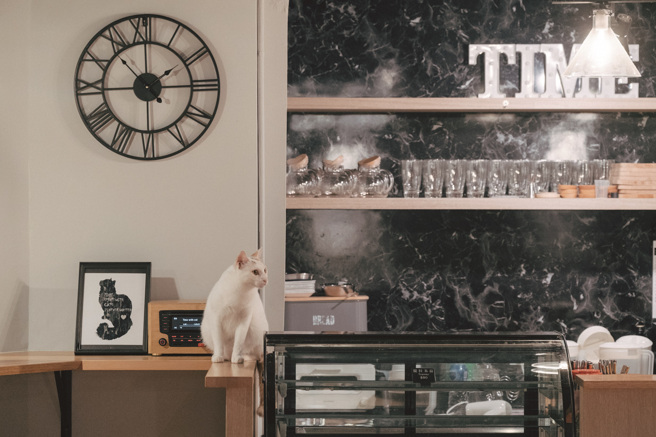 「貓食光」是許多街貓安居的園地。（攝影／蔡耀徵）