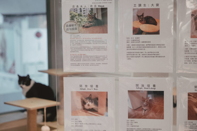 貓兒們以中途咖啡廳為中繼站，等待有緣人成為未來的家人。（攝影／蔡耀徵）