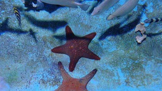海里的派大星有各种样态，国立海科馆制作影片，让民眾能够认识海星的样貌及生态。（国立海科馆提供／张志康基隆传真）