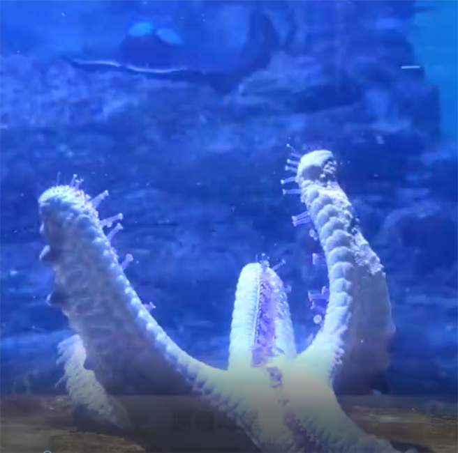 海里的派大星有各种样态，国立海科馆制作影片，让民眾能够认识海星的样貌及生态。（国立海科馆提供／张志康基隆传真）