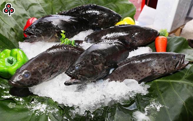 我国石斑鱼遭中国大陆禁止输入。（报系资料照）