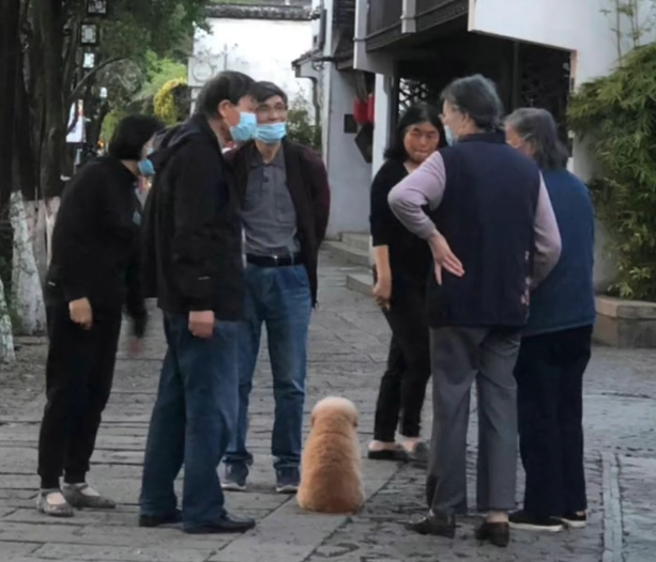 大陸一隻狗被爺爺奶奶帶出去後，途中巧遇街訪鄰居，一群人便停下腳步聊天，讓毛小孩看了超無奈。(圖翻攝自微博/人間奇趣記錄儀)