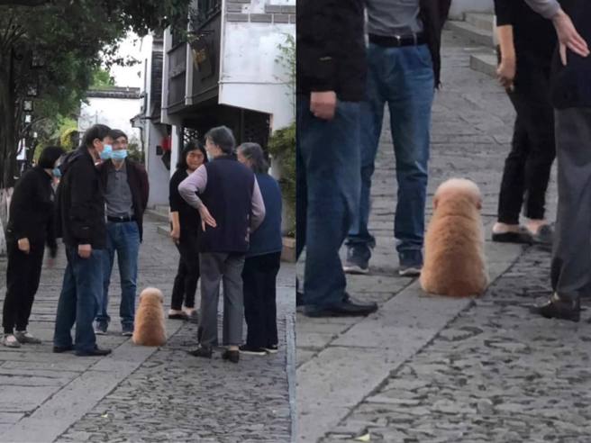 毛小孩還被老人團包圍，背影看起來非常無奈。(圖翻攝自微博/人間奇趣記錄儀)