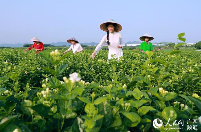 广西横县（现改名叫横州市）享有「中国茉莉之乡」「世界茉莉花都」等美誉。（人民网）