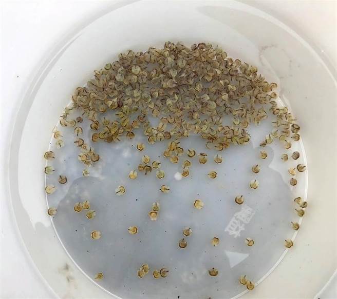 金門水試所不定期放流稚鱟，期待它們生生不息繁衍下去。（李金生攝）　