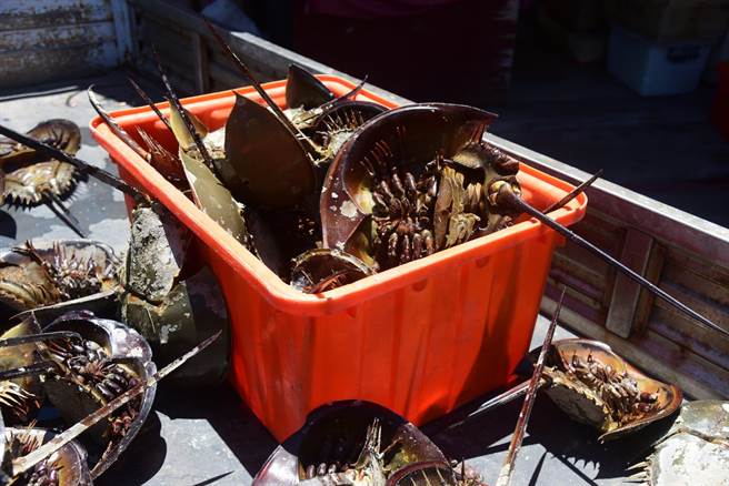 今天下午卻傳出有台籍民眾捕捉成鱟37隻帶往東門菜市場出售，縣水試所據報趕往攔截以每對600元價購安置，將在植入追蹤晶片後放流大海。（讀者林建育提供）