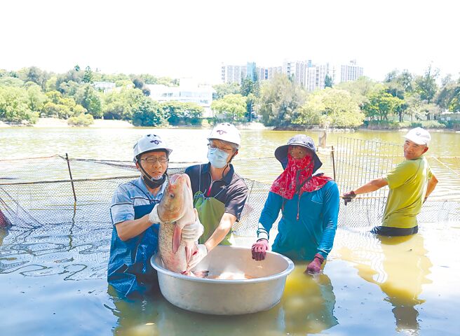 清大拟花7500万元整治成功湖，日前开始放水和捞鱼，总务长顏东勇（左一）捕获鱼头跟人头一样大的大头鲢。（清大提供／王惠慧新竹传真）