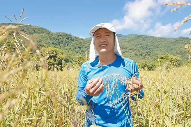 坚持復耕原住民传统谷物的布农族青年邱晓徵，种回在部落消失半世纪的油芒。（蔡旻妤摄）