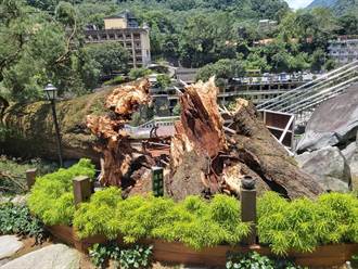 地標沒了！谷關千年五葉松神木倒塌 砸毀旅館多間客房