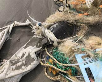 欖蠵龜遭廢棄物纏繞險害命 環團籲盡速通過海洋保育法