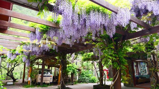 台中市和平区环山部落，武陵农场与福寿山农场的紫藤花瀑，暑假一开始就吸引赏花打卡人潮。（交通局提供／谢琼云台中传真）