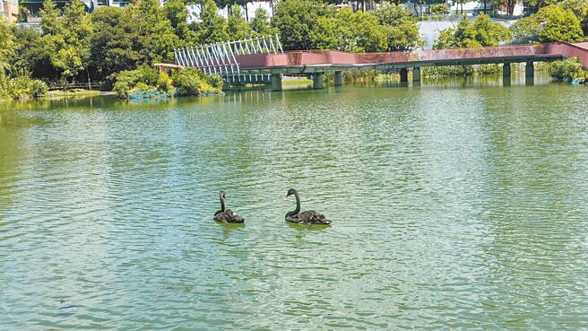 台中市秋红谷公园7日喜迎2对黑天鹅，并种植狼尾草，为娇客积极打造适合栖所，中市府建设局邀民前来共赏。（建设局提供／谢琼云台中传真）