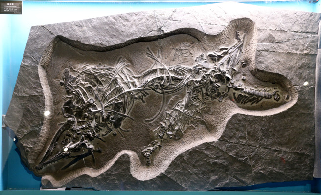 台博馆「水怪－水栖爬行动物化石展」，馆内典藏的「混鱼龙」化石是首次亮相展出。（黄世麒摄）