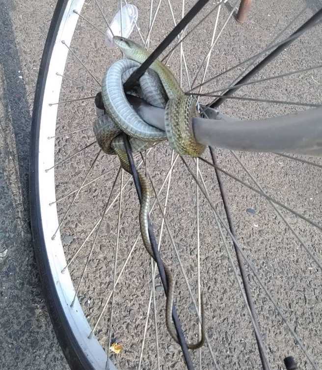 黑眉錦蛇纏繞在腳踏車的前輪與輻條上，讓網友不曉得該如何是好。（翻攝自臉書社團《爆廢公社二館》》）