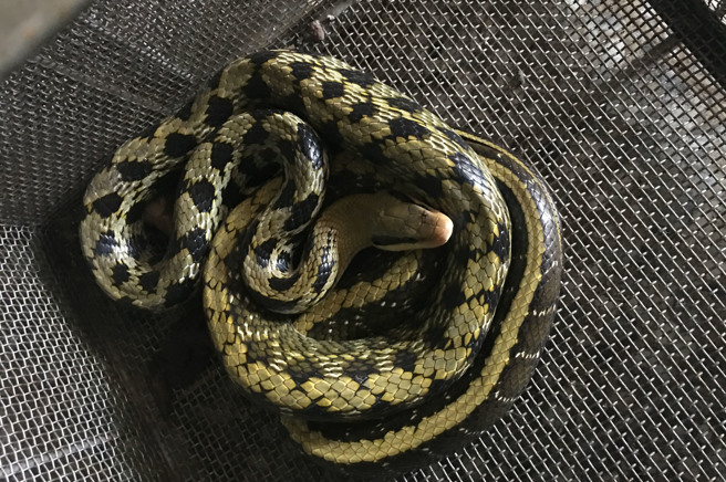 根據臺灣蛇類快速鑑別圖鑑資料顯示，黑眉錦蛇身體呈橄欖黃色，前段常有規則的黑色菱形斑，中段黑斑略呈十字型，後段背部有二條黃色縱紋，眼睛後方起至頭後方有一明顯的黑色縱帶。（中時資料照）