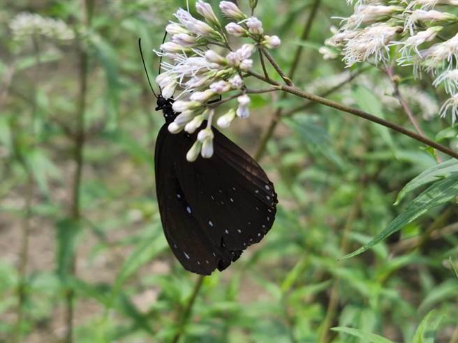 南投竹山鎮公所將1770米平方的國有地打造成紫斑蝶秘境。（南投縣政府提供／馮惠宜南投傳真）