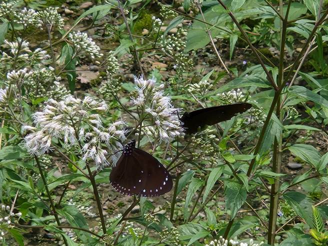 南投竹山鎮公所將1770米平方的國有地打造成紫斑蝶秘境。（南投縣政府提供／馮惠宜南投傳真）