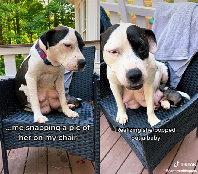 懷孕母狗在戶外曬日光浴，突然生下狗寶寶，嚇得一旁拍照的飼主緊急接生。（圖片翻攝自TikTok／@carterandthepups）