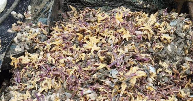 「白泥蚂」大举入侵青岛海域。（图／翻摄自新京报，下同）