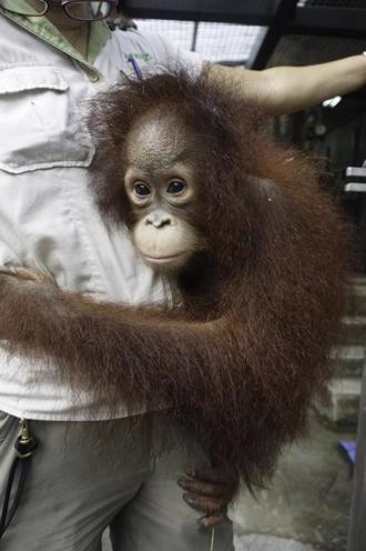 北市動物園紅毛猩猩妞莉長大了  赴新加坡尋愛