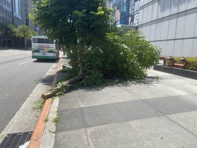 路樹被撞倒。（民眾提供）