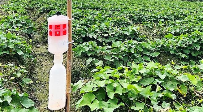 今年雨水多且夏季炎热，花莲县政府在田间监测发现，斜纹夜蛾、东方果实蝇及瓜实蝇等害虫族群数量明显上升，且单处监测点均达257只以上，达发布预警门槛，吁请农友施药喷洒加强防治，减少损失；图为斜纹夜蛾性费洛蒙陷阱。（花莲县政府提供／罗亦晽花莲传真）