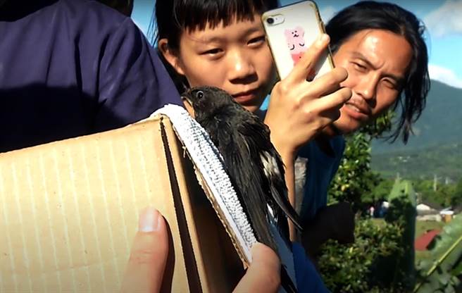 幸運存活下來的小雨燕幼鳥，經照護後恢復健康，由野灣團隊陸續野放。（民眾提供）